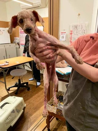 トイプードルって何であんなに可愛くないんだろう。