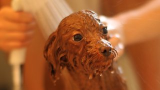 トイプードルって何であんなに可愛くないんだろう。