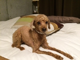 トイプードルって何であんなに可愛くないんだろう。