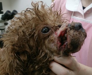 トイプードルって何であんなに可愛くないんだろう。