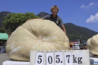 【香川】兵庫県の大学生栄冠　巨大カボチャ日本一「とにかくうれしい」