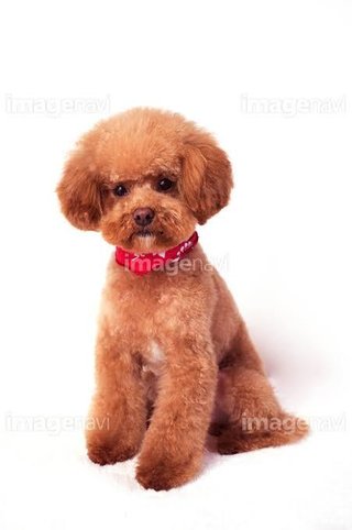 トイプードルって何であんなに可愛くないんだろう。