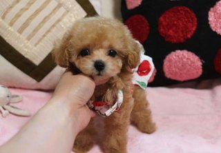 トイプードルって何であんなに可愛くないんだろう。