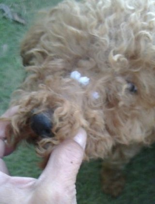 トイプードルって何であんなに可愛くないんだろう。