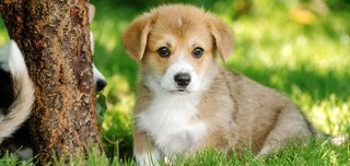 トイプードルって何であんなに可愛くないんだろう。