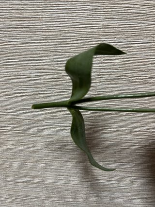 なんていう花ですか？