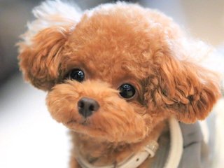 トイプードルって何であんなに可愛くないんだろう。