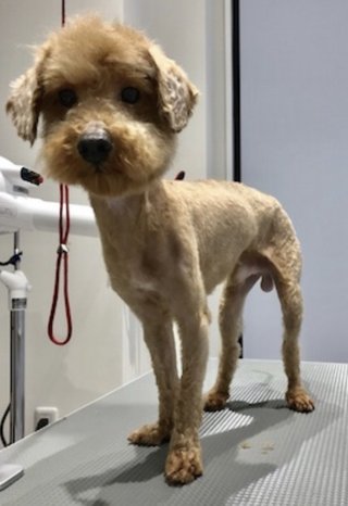 トイプードルって何であんなに可愛くないんだろう。