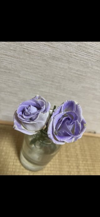 なんていう花ですか？