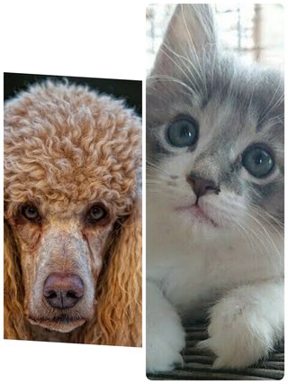 トイプードルって何であんなに可愛くないんだろう。