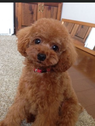 トイプードルって何であんなに可愛くないんだろう。