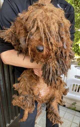 トイプードルって何であんなに可愛くないんだろう。