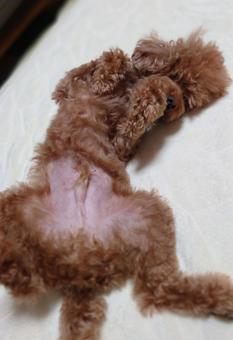 トイプードルって何であんなに可愛くないんだろう。