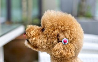 トイプードルって何であんなに可愛くないんだろう。