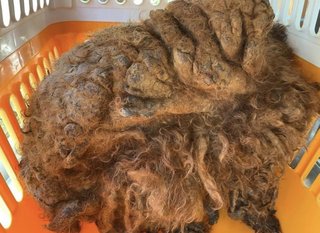 トイプードルって何であんなに可愛くないんだろう。