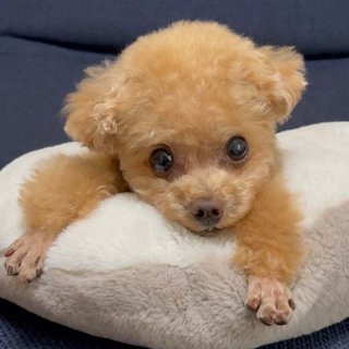 トイプードルって何であんなに可愛くないんだろう。