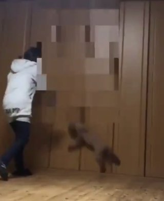 トイプードルって何であんなに可愛くないんだろう。