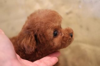 トイプードルって何であんなに可愛くないんだろう。