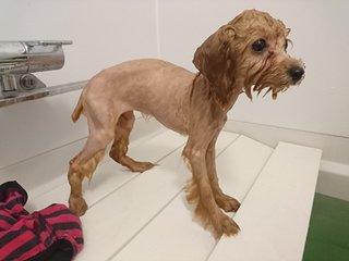 トイプードルって何であんなに可愛くないんだろう。