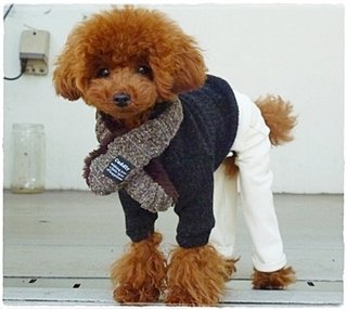 トイプードルって何であんなに可愛くないんだろう。