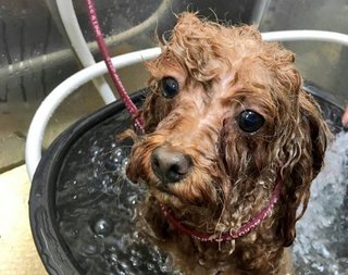 トイプードルって何であんなに可愛くないんだろう。