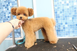 トイプードルって何であんなに可愛くないんだろう。