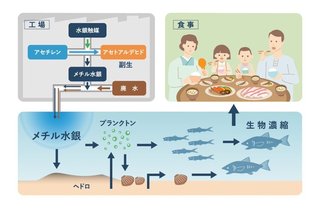 福島県水産物　中国韓国輸入規制を受けて学校給食に