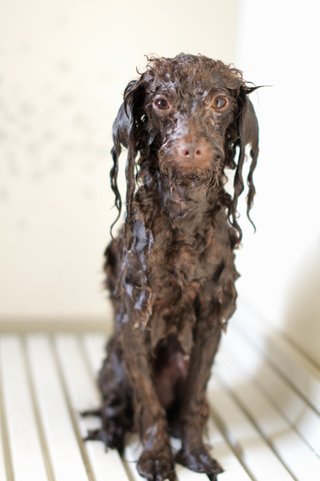 トイプードルって何であんなに可愛くないんだろう。