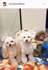 トイプードルって何であんなに可愛くないんだろう。