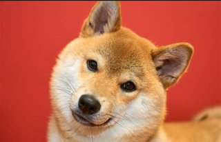 トイプードルって何であんなに可愛くないんだろう。