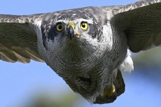 カラスの天下が終わる…都心制圧を目指す大型猛禽類