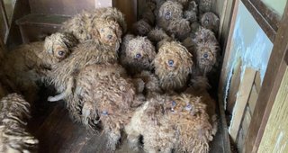 トイプードルって何であんなに可愛くないんだろう。