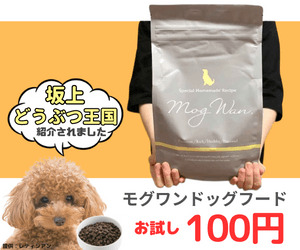 トイプードルって何であんなに可愛くないんだろう。