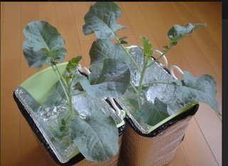 家庭菜園で水耕栽培ならマンションだよね。笑