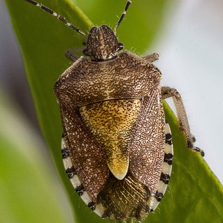 カメムシ大量発生に悩まされる2023年の日本列島　21県に注意報発令　2mmの隙間から室内に