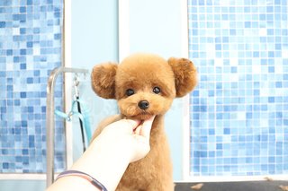 トイプードルって何であんなに可愛くないんだろう。