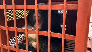 絶滅したクマ…伊豆半島に！100年ぶりのクマ発見から2年 シカの罠にかかり…錯誤捕獲で山へ