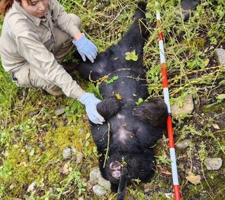 絶滅したクマ…伊豆半島に！100年ぶりのクマ発見から2年 シカの罠にかかり…錯誤捕獲で山へ