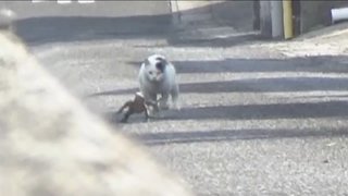 「ネコが追いかけている!」オオトカゲ捕獲の瞬間　4日前から騒動に　香川・小豆島町