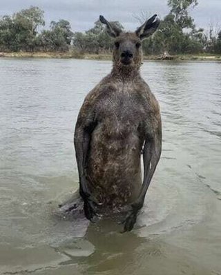 【豪】愛犬を溺死させようとする「怪物カンガルー」…飼い主との真っ向勝負映像が話題に