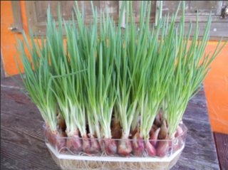 家庭菜園で水耕栽培ならマンションだよね。笑