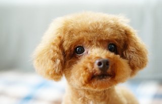 トイプードルって何であんなに可愛くないんだろう。