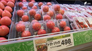 わずか2か月で450円値上がり…経験したことない高値に　異例の暑さで生産者も「もう限界」