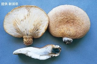 【毒きのこ】ツキヨタケによる食中毒　親戚から貰いキノコ鍋にして食べた男女2人が入院　新潟・妙高市