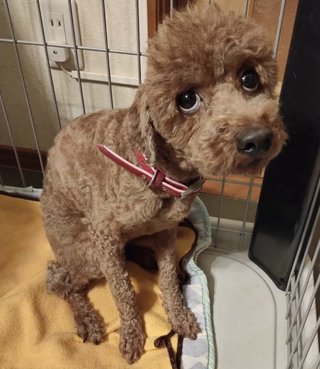 トイプードルって何であんなに可愛くないんだろう。