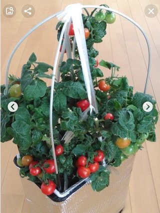 家庭菜園で水耕栽培ならマンションだよね。笑