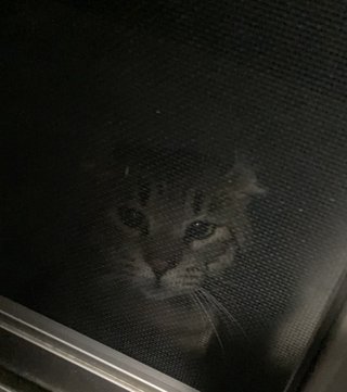 猫について何でもどうぞ【ねこ総合】