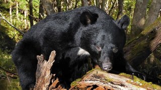 秋田県､クマ対策で弾丸購入費など支援へ　抗議電話に佐竹知事｢業務妨害だ｣