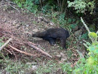 絶滅したクマ…伊豆半島に！100年ぶりのクマ発見から2年 シカの罠にかかり…錯誤捕獲で山へ