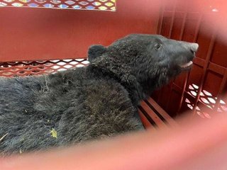 絶滅したクマ…伊豆半島に！100年ぶりのクマ発見から2年 シカの罠にかかり…錯誤捕獲で山へ